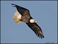 _0SB9042 american bald eagle